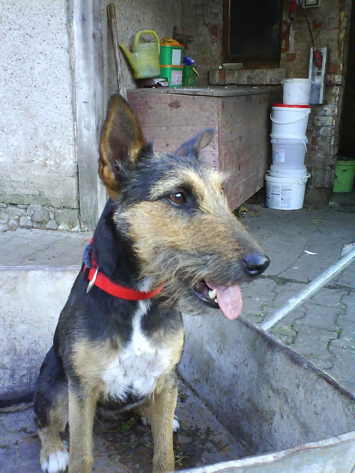 Lucky (Deutscher Jagdterrier, Foxterrier) Deutscher Jagdterrier Foxterrier 